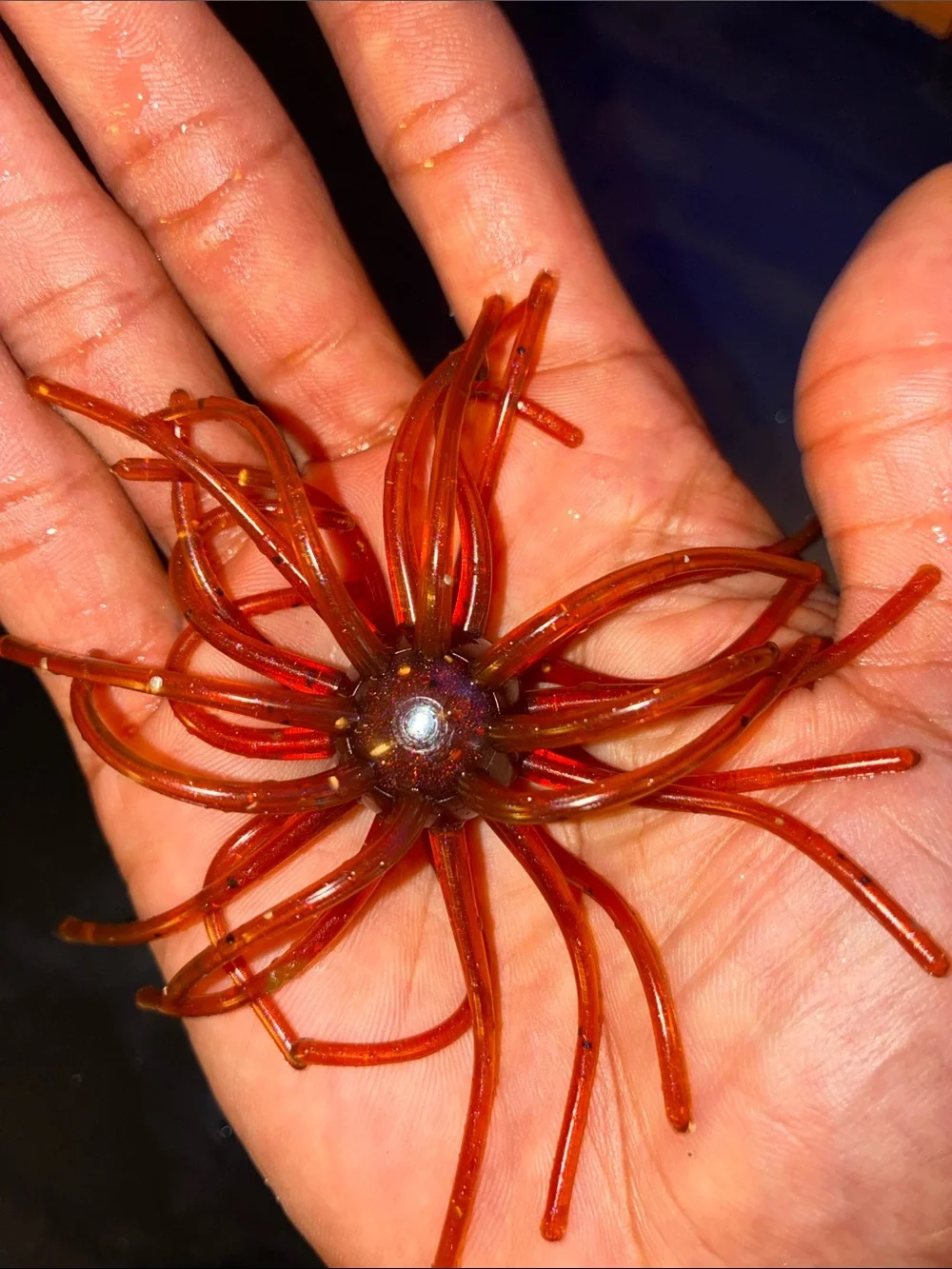 BURNT-MOTOROIL 4 INCH URCHIN